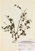 藏品(變葉山螞蝗)的圖片